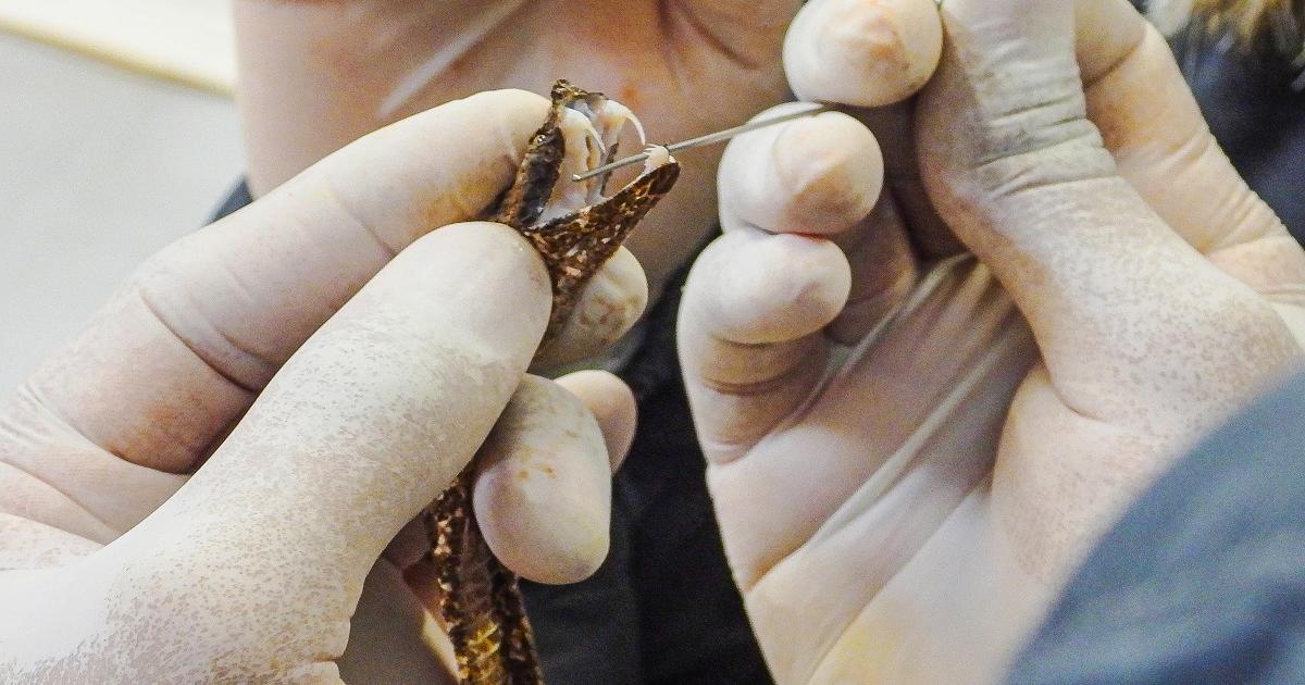 Noticias Antioquia: Atienden a menor que fue mordido por una serpiente