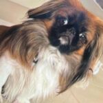 Noticias Medellín: “Maxi” el perrito que murió en el maletero de un bus