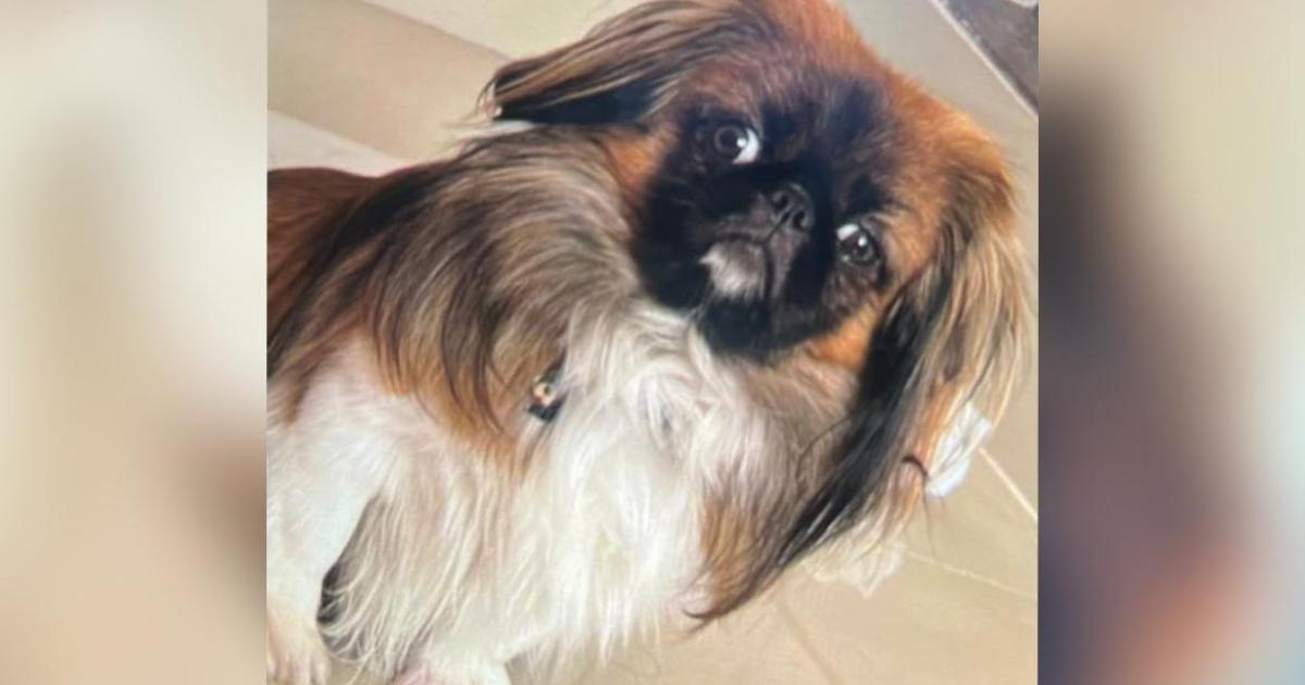 Noticias Medellín: Mintransporte pidió investigar la muerte del perro Maxi