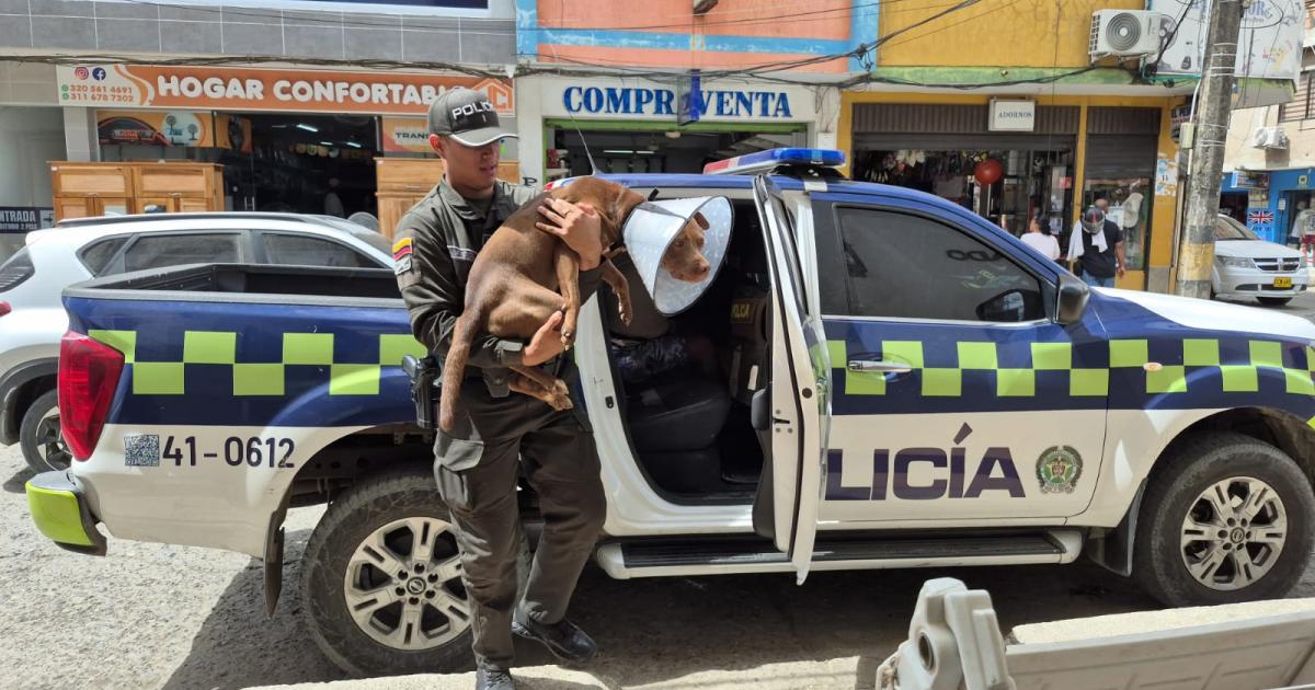 Noticias Antioquia: Canino fue atacado con un machete en Apartadó