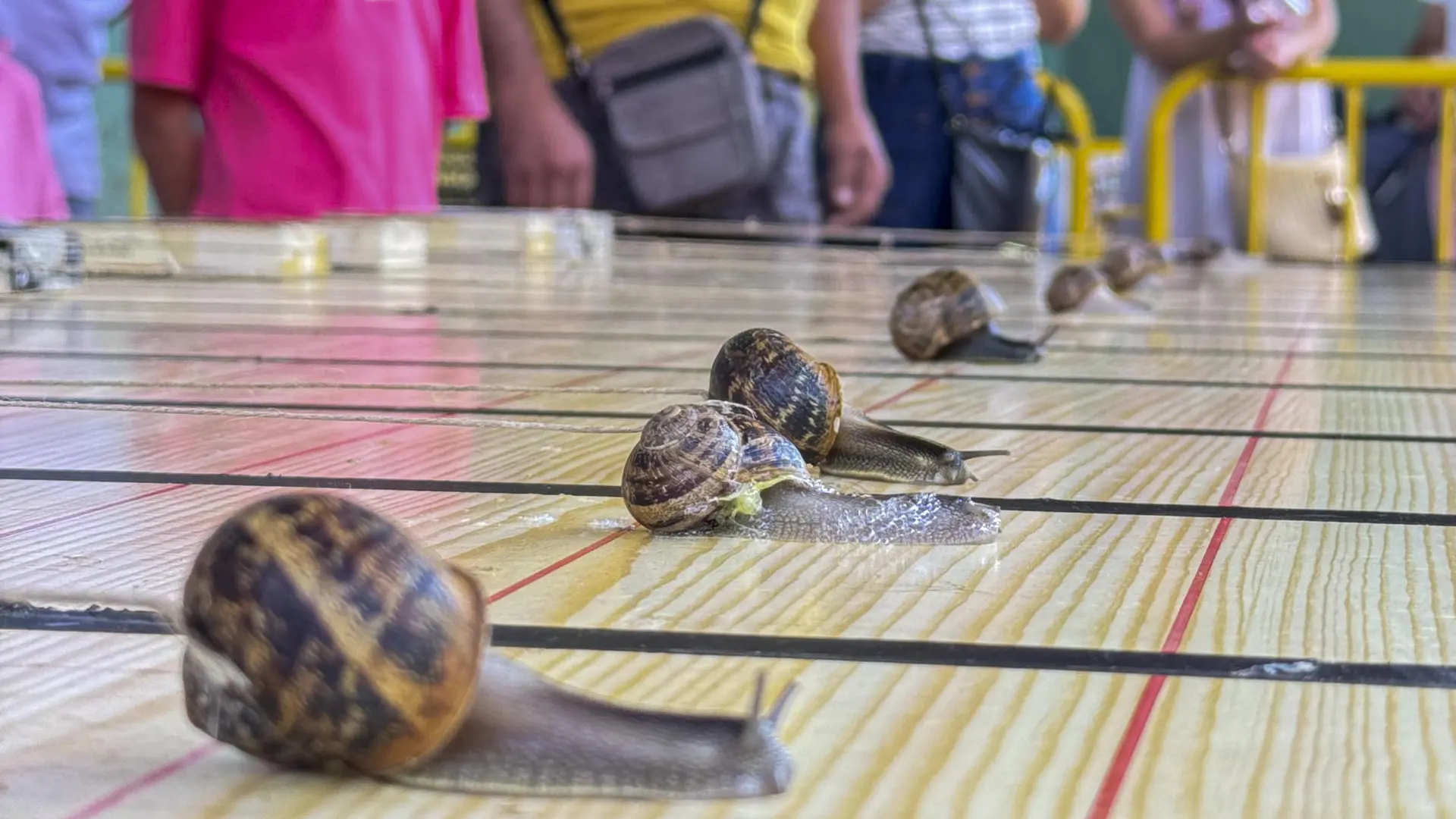 ‘Anguino’ gana la Carrera de Caracoles de Tricio tras recorrer 62 milímetros