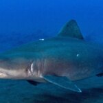 Avistan un tiburón de carácter «dócil» en el Hierro después de seis años sin tener constancia de esta especie «poco común»