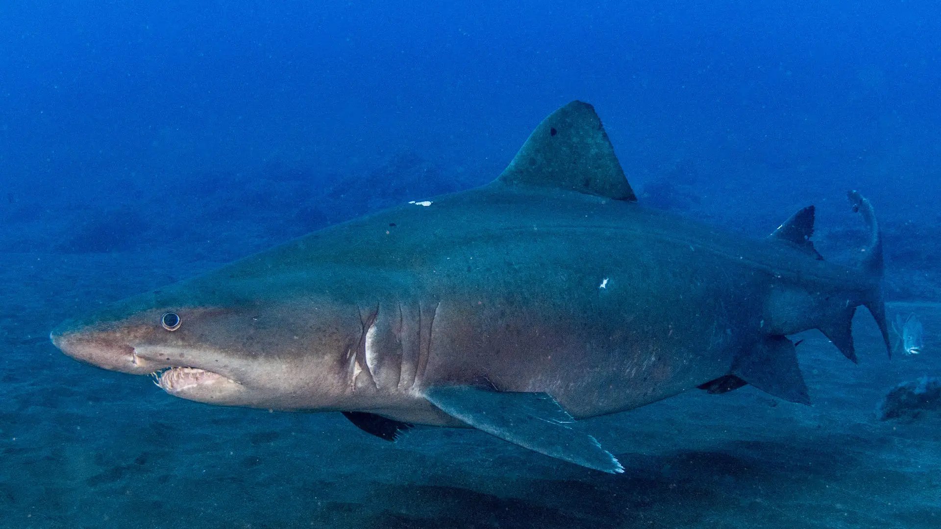 Avistan un tiburón de carácter «dócil» en el Hierro después de seis años sin tener constancia de esta especie «poco común»