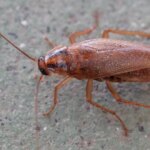 La OMS alerta sobre los riesgos de aplastar cucarachas durante el verano: pueden liberar partículas contaminantes