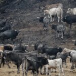 La reforma del seguro agrario se mantiene paralizada en uno de los años con más monte quemado