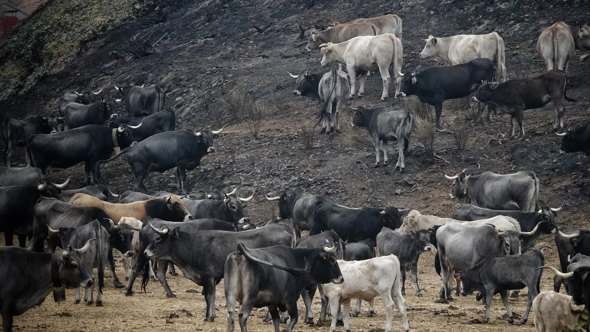La reforma del seguro agrario se mantiene paralizada en uno de los años con más monte quemado La reforma del seguro agrario se mantiene paralizada en uno de los años con más monte quemado