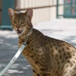 Las razas de felinos híbridos, en busca de la belleza salvaje a pesar del alto coste de su cría