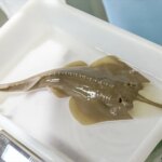 Un pez guitarra, en peligro de extinción, aparece en un contenedor en Cádiz y desata la indignación de los expertos