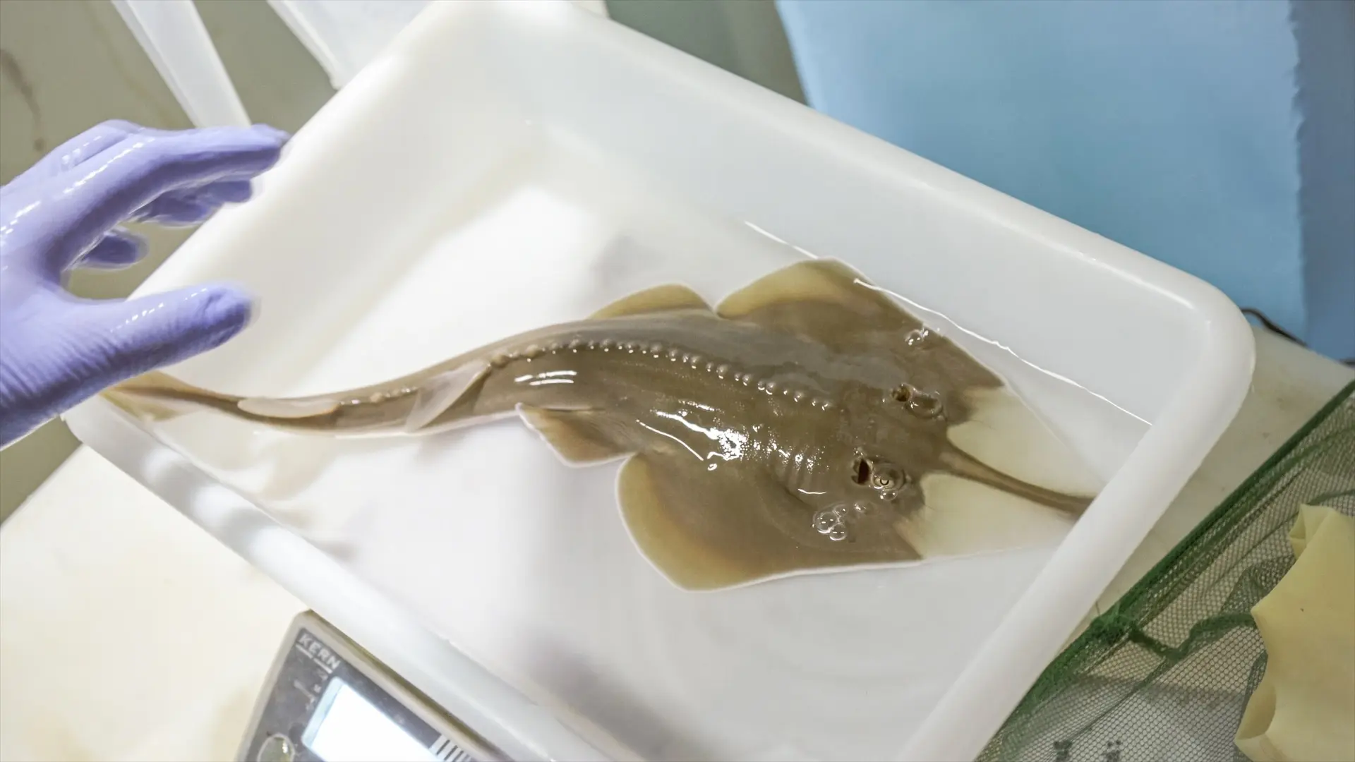 Un pez guitarra, en peligro de extinción, aparece en un contenedor en Cádiz y desata la indignación de los expertos