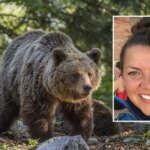 Una mujer sobrevive tras ser atacada por un oso y ser arrastrada 90 metros por el animal