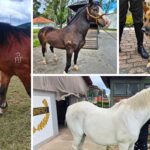 Héroes de 4 patas buscan hogar: adopción de perros y caballos retirados