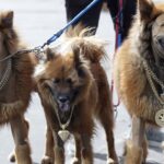 [Galería] Los animales con más estilo en Expopet 2025