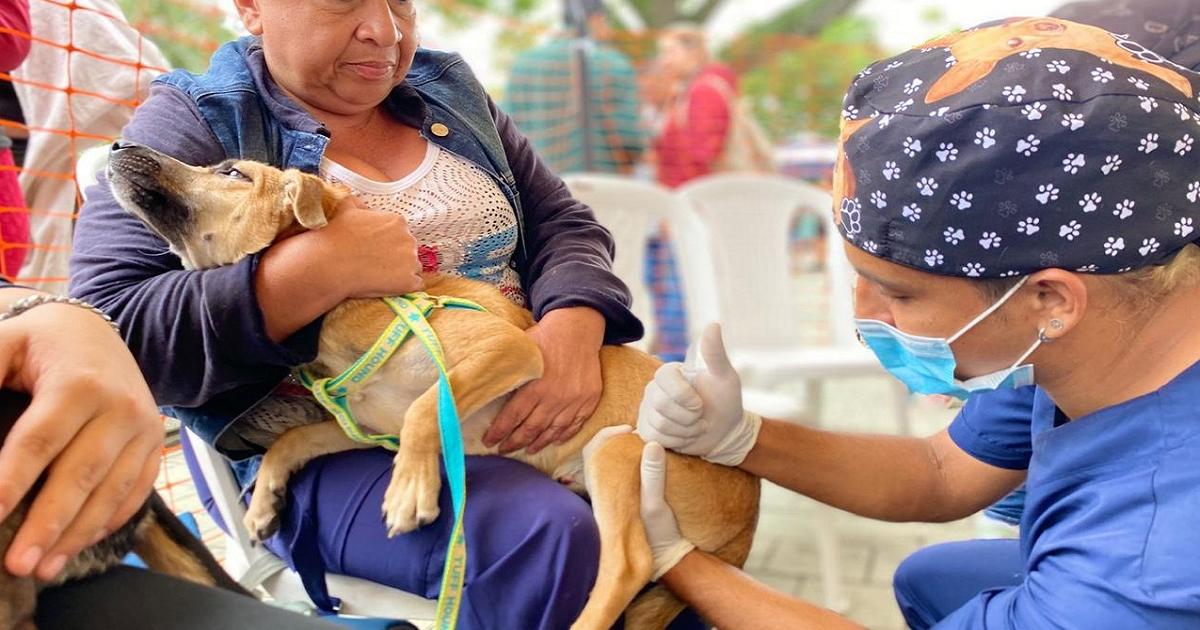 Noticias Antioquia: Realizarán más de 23 mil esterilizaciones a mascotas