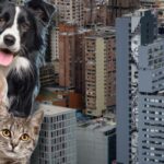 Esterilización para perros y gatos gratis: aproveche y ahórrese platica