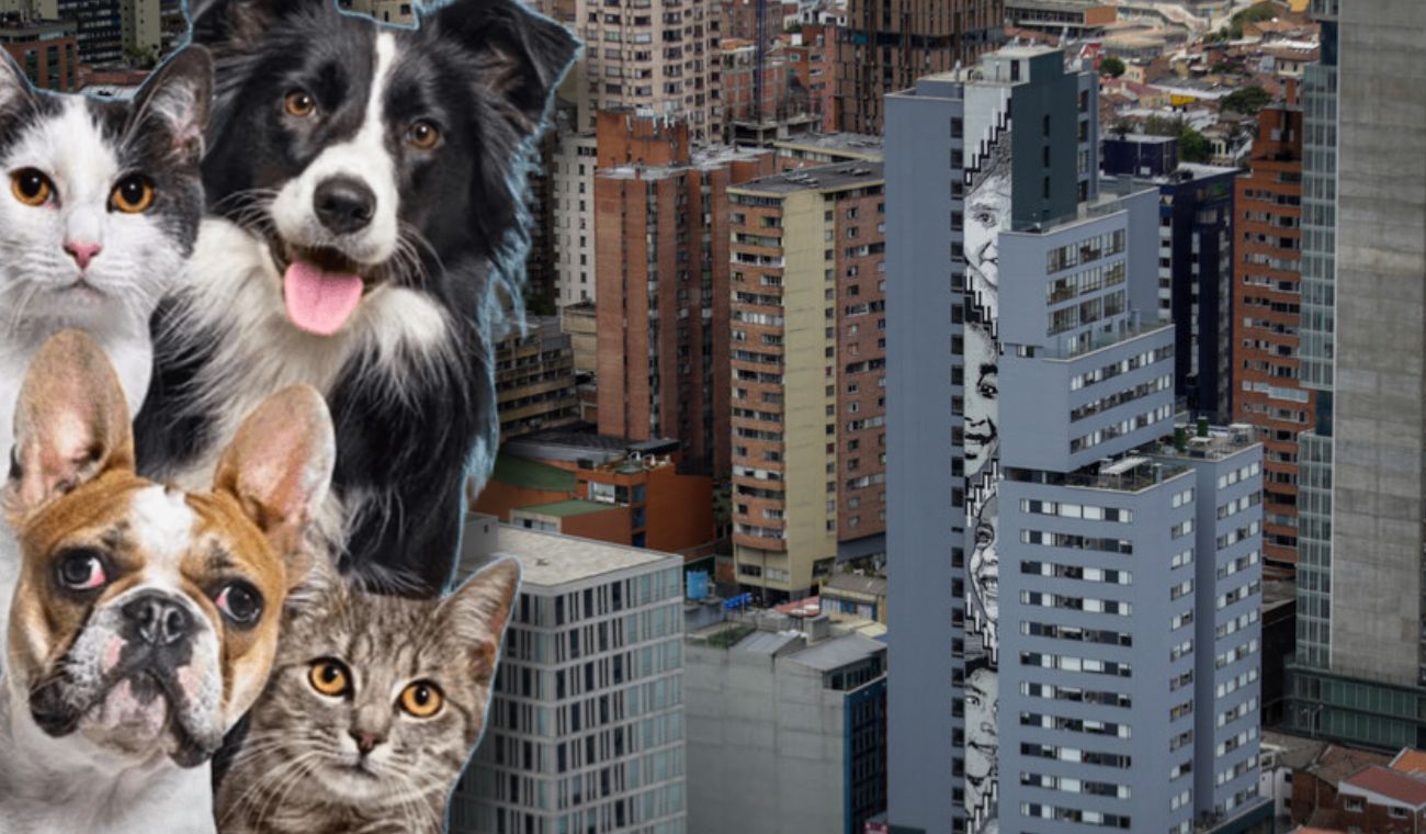 Esterilización para perros y gatos gratis: aproveche y ahórrese platica