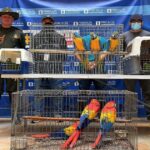 Noticias Antioquia: Rescataron a nueve aves silvestres en cautiverio