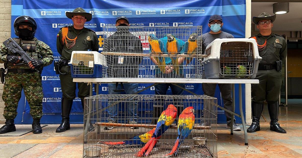 Noticias Antioquia: Rescataron a nueve aves silvestres en cautiverio Noticias Antioquia: Rescataron a nueve aves silvestres en cautiverio