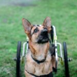 ‘Perritos’ vulnerables tendrán nueva oportunidad: pela’os innovan prótesis