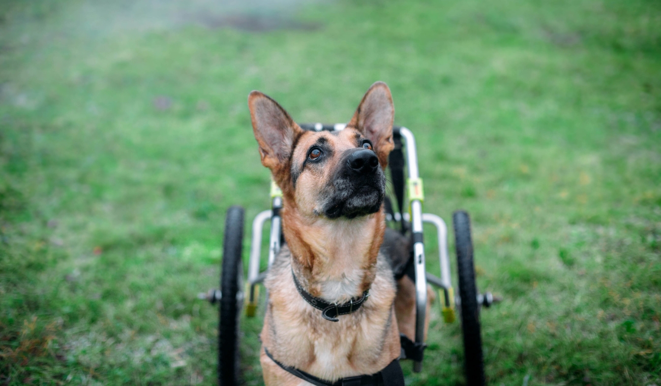 ‘Perritos’ vulnerables tendrán nueva oportunidad: pela’os innovan prótesis ‘Perritos’ vulnerables tendrán nueva oportunidad: pela’os innovan prótesis