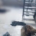 Noticias Medellín: Investigado dueño de perros en estado de vulnerabilidad