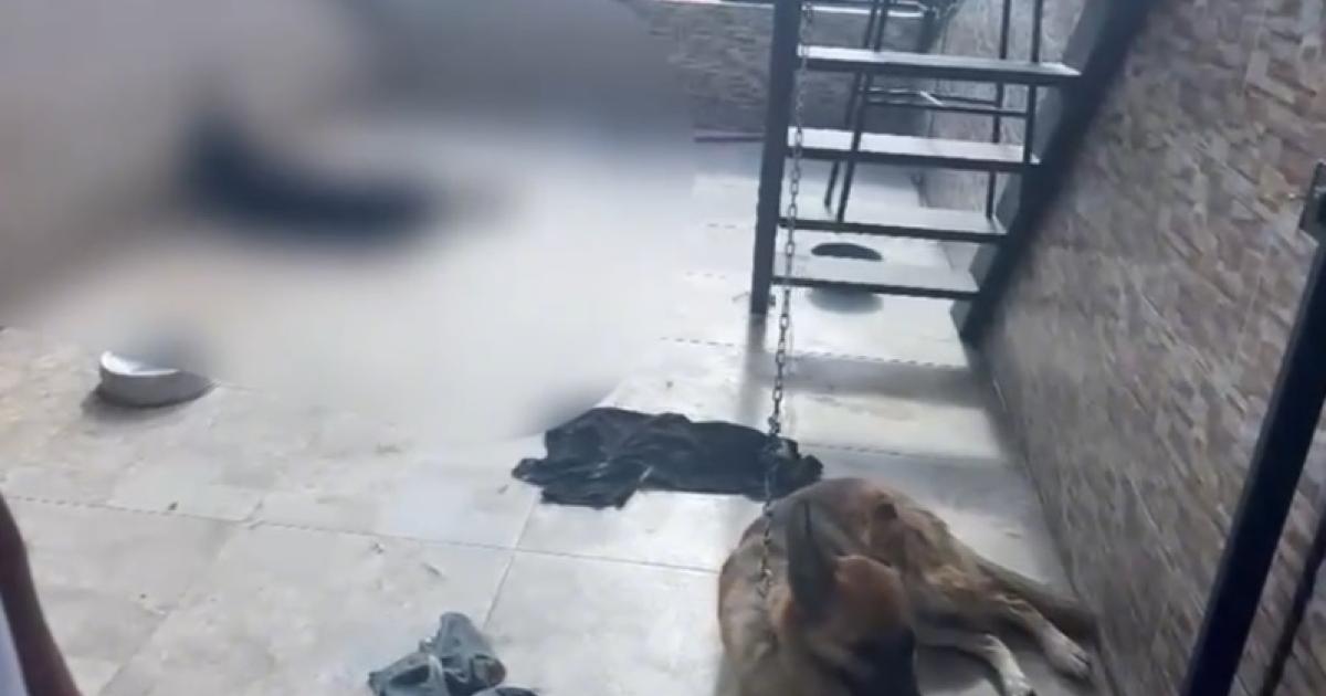 Noticias Medellín: Investigado dueño de perros en estado de vulnerabilidad