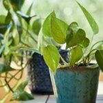 La ciencia desvela cuál es la planta capaz de eliminar las sustancias cancerígenas del aire