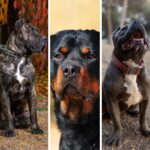 Registro de perros de manejo especial: sin este documento hay multa Registro de perros de manejo especial: sin este documento hay multa