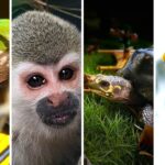 Tráfico ilegal de fauna: capturados enfrentarán cárcel y multa millonaria