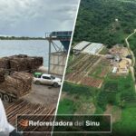 El negocio de los dueños de Falabella con la Reforestadora del Sinú, exportando madera desde Tolú