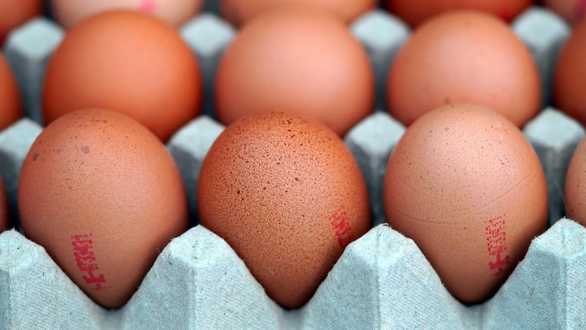 El truco para guardar los huevos y que duren más tiempo frescos y casi nadie conoce El truco para guardar los huevos y que duren más tiempo frescos y casi nadie conoce