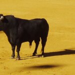Muere un hombre en Ubrique tras ser embestido por un toro durante un festejo