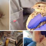 Rescatan en Engativá cinco animales de granja en pésimas condiciones Rescatan en Engativá cinco animales de granja en pésimas condiciones