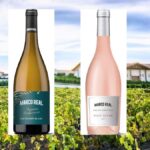 Sauvignon Blanc en Navarra: así se adaptó la uva francesa al terruño foral