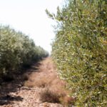 Gastronomía, vinos y olivares de Valladolid: la escapada ideal este septiembre para los amantes del sabor