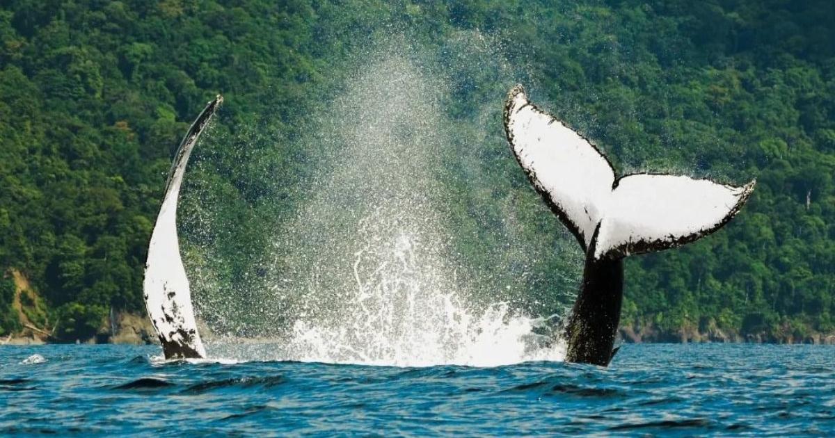 Noticias Chocó: Operativos para garantizar el avistamiento de ballenas