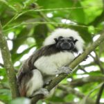 Noticias Antioquia: Unibán Fundación trabaja por la flora y la fauna