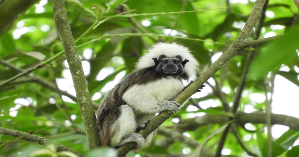 Noticias Antioquia: Unibán Fundación trabaja por la flora y la fauna