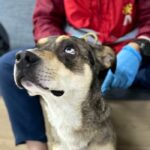 Rescatan animales que serían usados para mendicidad en Transmilenio
