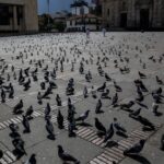 Alcaldía tomó medidas con palomas de la Plaza de Bolívar: habrá más control