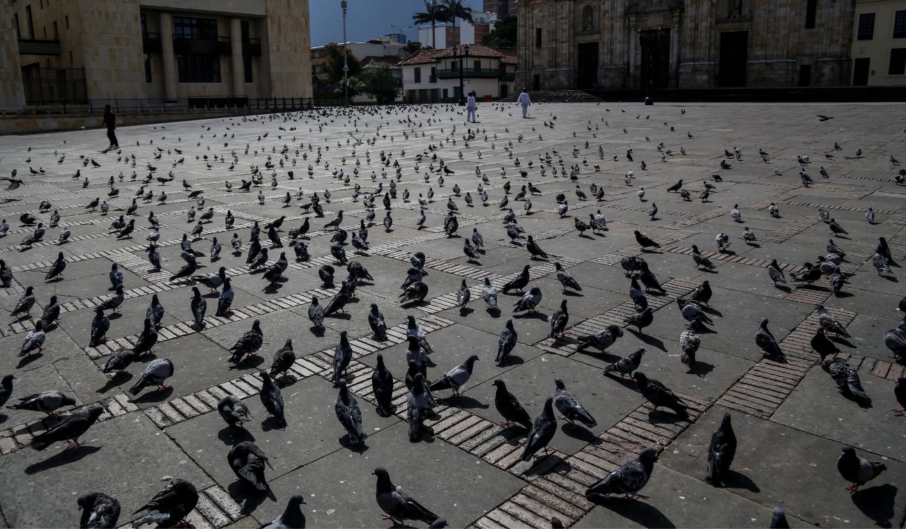 Alcaldía tomó medidas con palomas de la Plaza de Bolívar: habrá más control Alcaldía tomó medidas con palomas de la Plaza de Bolívar: habrá más control