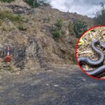 Culebra de pantano aparece en operativo contra minería ilegal en Nemocón