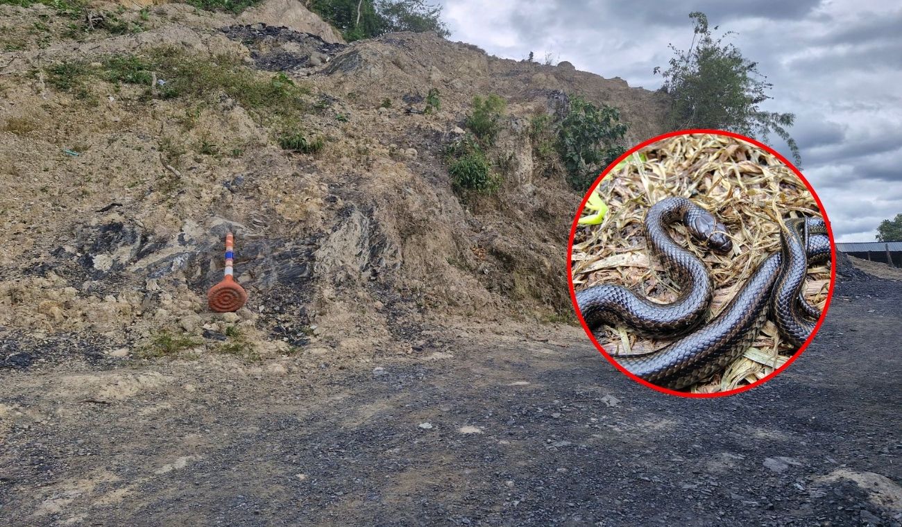 Culebra de pantano aparece en operativo contra minería ilegal en Nemocón