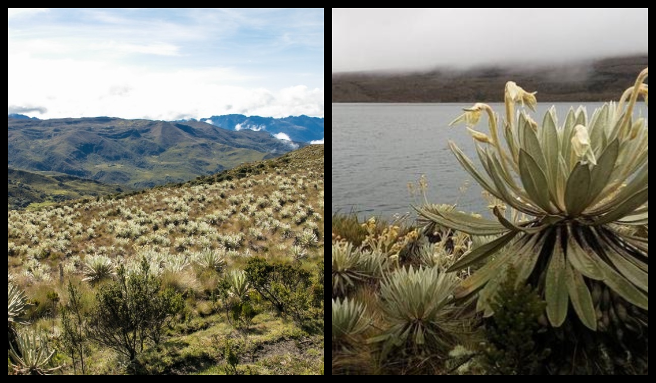 Convocatoria para proyectos culturales en Sumapaz: así puede participar Convocatoria para proyectos culturales en Sumapaz: así puede participar