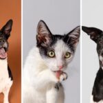 Bogotá lanza Televet: consulta veterinaria gratis sin salir de casa