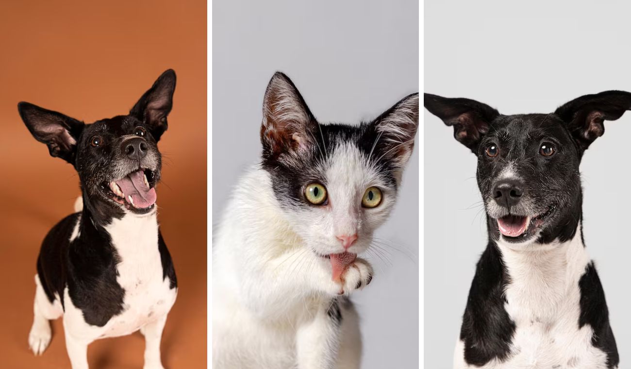Bogotá lanza Televet: consulta veterinaria gratis sin salir de casa Bogotá lanza Televet: consulta veterinaria gratis sin salir de casa