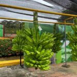 Urabá: se exportan cerca de 4 millones de cajas de plátano al año