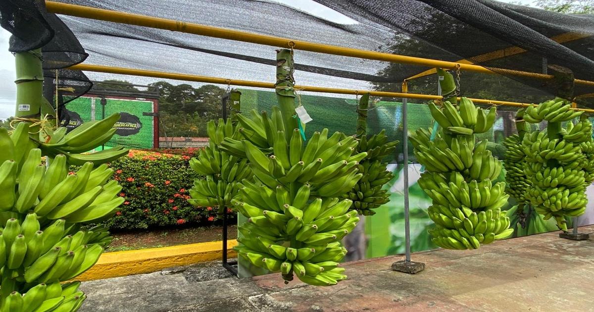 Urabá: se exportan cerca de 4 millones de cajas de plátano al año
