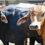 Antioquia: Buscan alcanzar más de 22 mil inseminaciones en bovinos