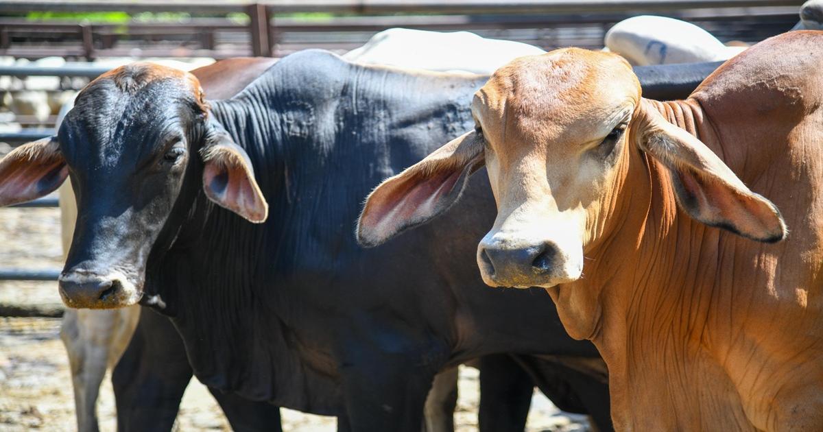 Antioquia: Buscan alcanzar más de 22 mil inseminaciones en bovinos