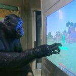 Kanzi, el mono bonobo que aprendió a jugar al Minecraft, entendía el inglés y fabricaba sus propias herramientas de piedra